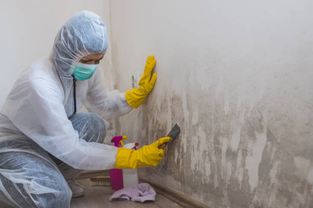 Best Professional Mold Removal  in East St Louis, IL