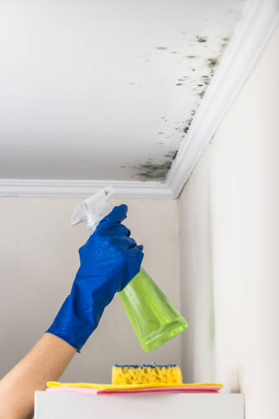 Best Residential Mold Removal  in East St Louis, IL